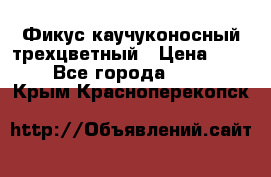 Фикус каучуконосный трехцветный › Цена ­ 500 - Все города  »    . Крым,Красноперекопск